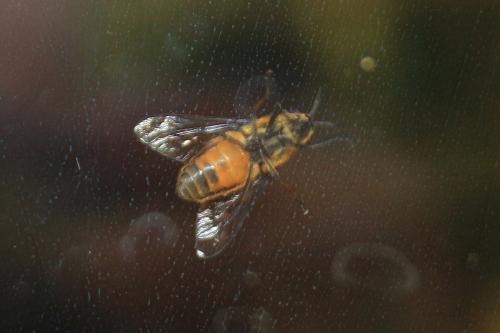 Chrysops viduatus